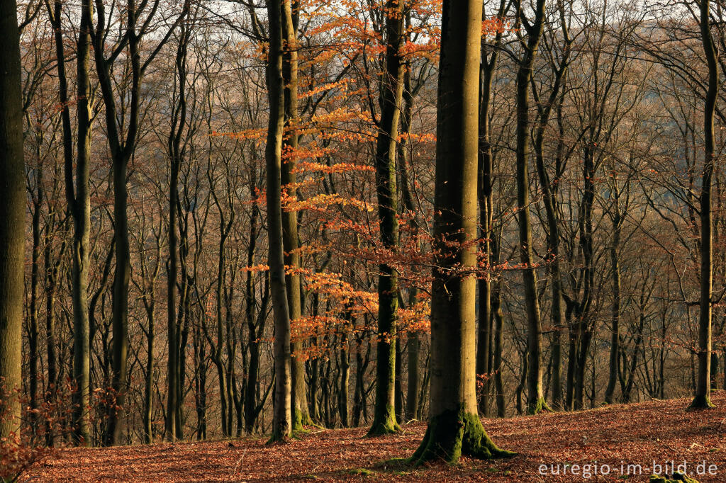 Detailansicht von Herbstlicher Buchenwald bei Erkensruhr