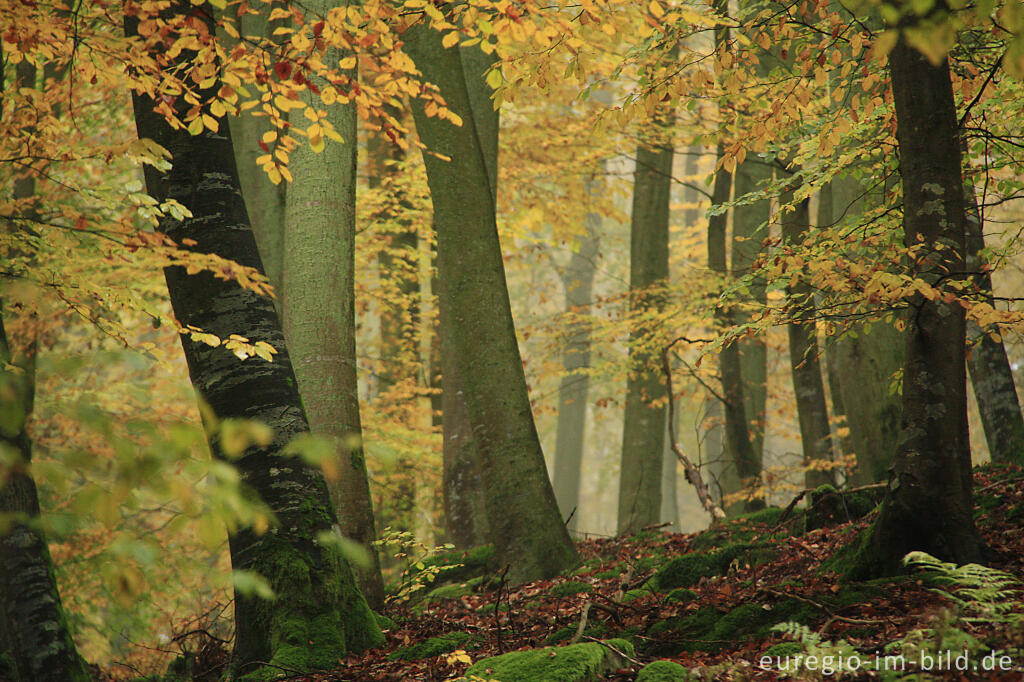 Detailansicht von Herbstlicher Buchenwald bei Nebel