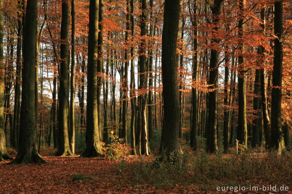 Detailansicht von Herbstlicher Buchenwald, Dreiländerpunkt