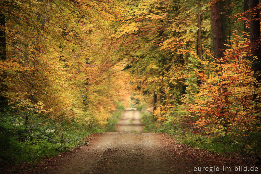 Herbstlicher Buchenwald südlich von Zemmer