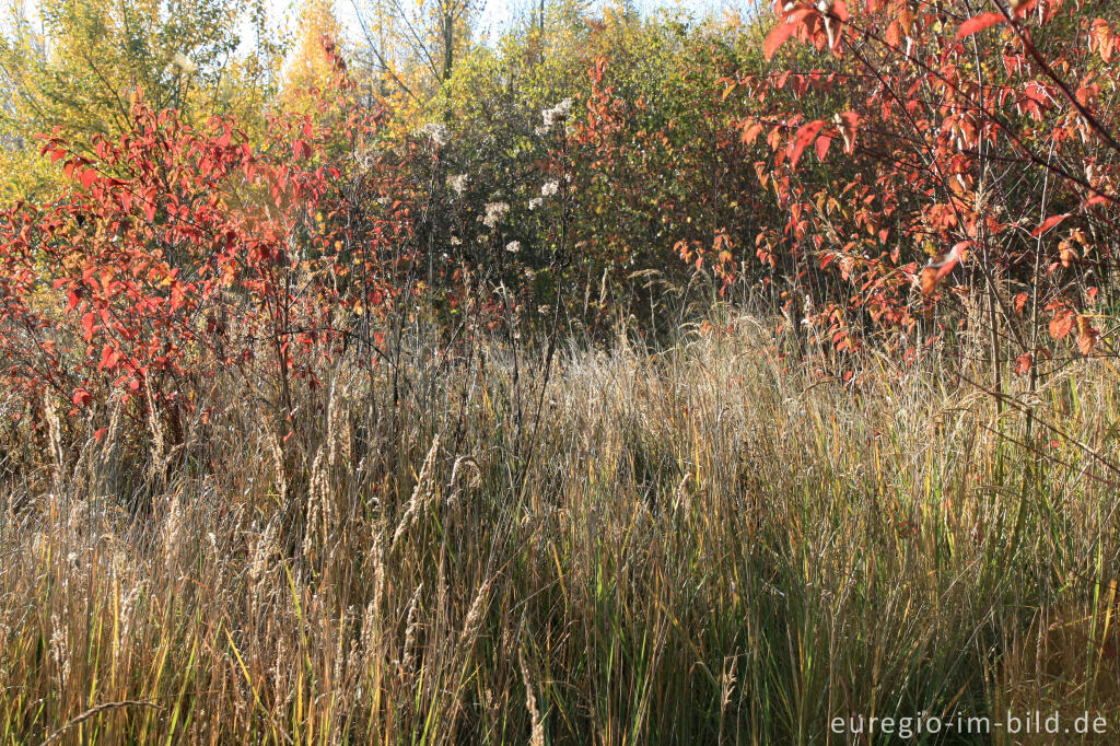 Detailansicht von herbstlicher Farbklang am Blausteinsee, Eschweiler