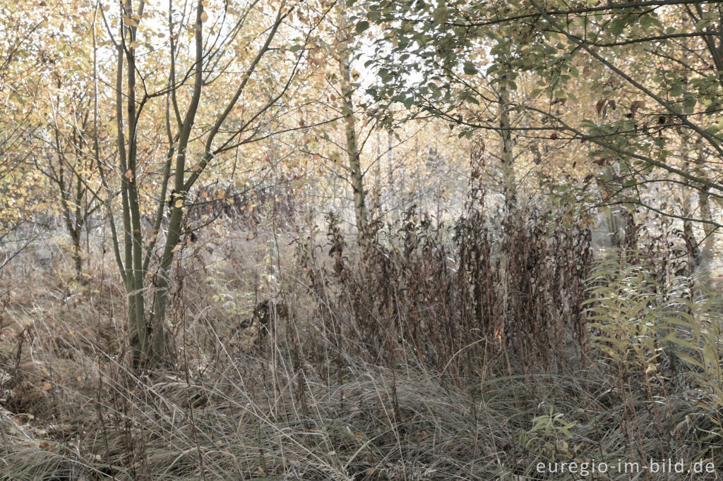 Detailansicht von herbstlicher Farbklang am Blausteinsee, Eschweiler