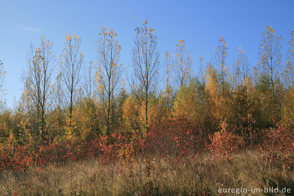 Detailansicht von herbstlicher Farbklang am Blausteinsee, Eschweiler