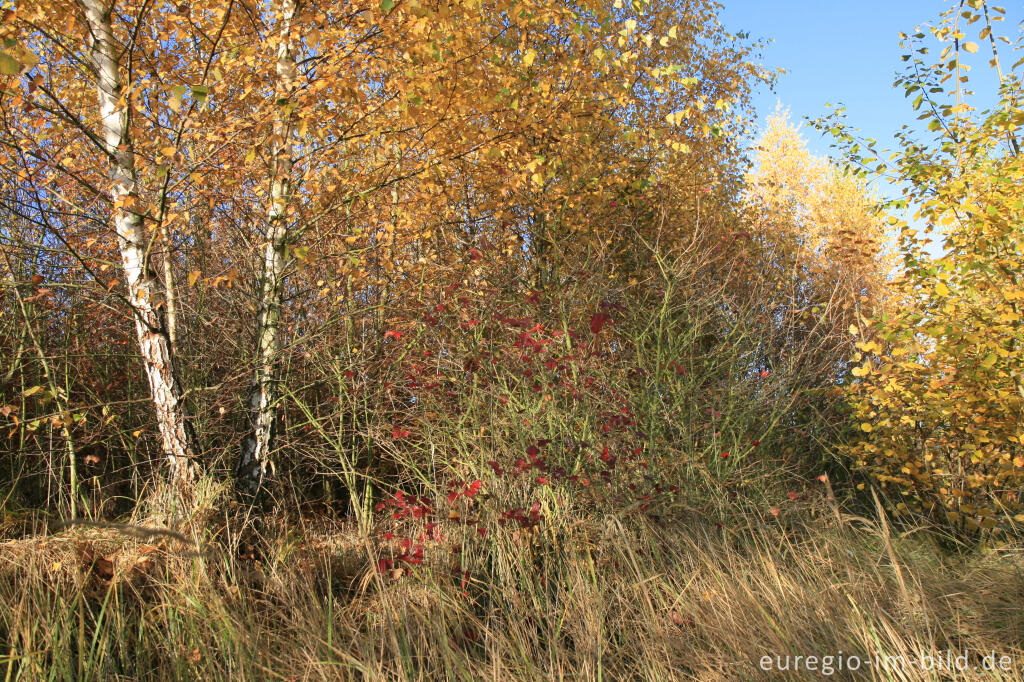 herbstlicher Farbklang am Blausteinsee, Eschweiler