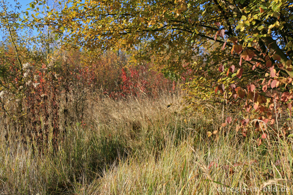 Detailansicht von herbstlicher Farbklang am Blausteinsee, Eschweiler