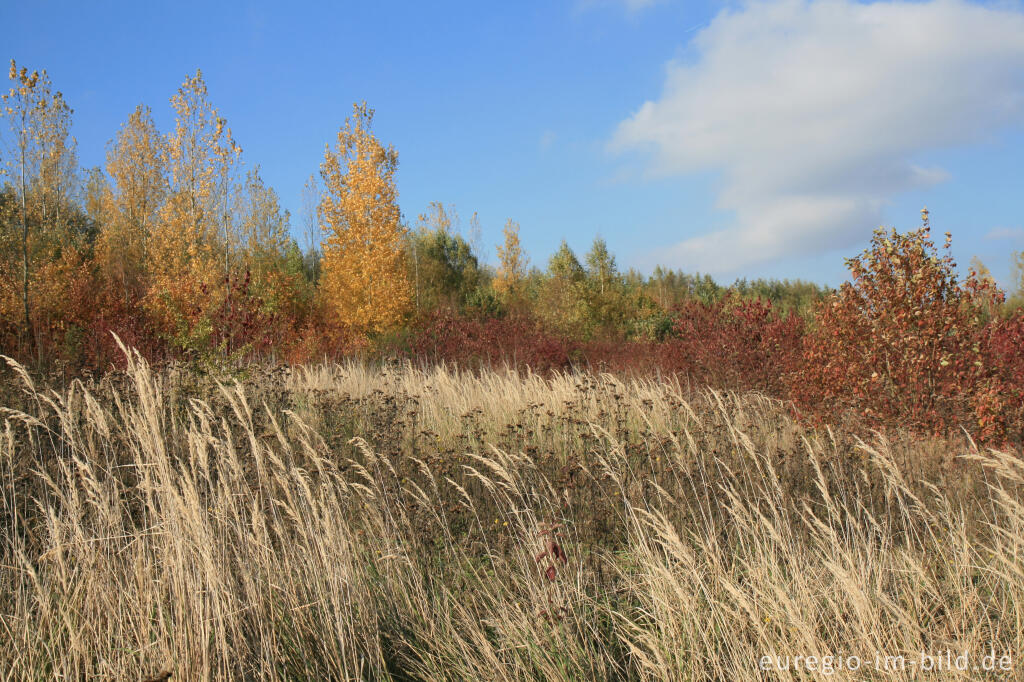 Detailansicht von herbstlicher Farbklang am Blausteinsee, Eschweiler