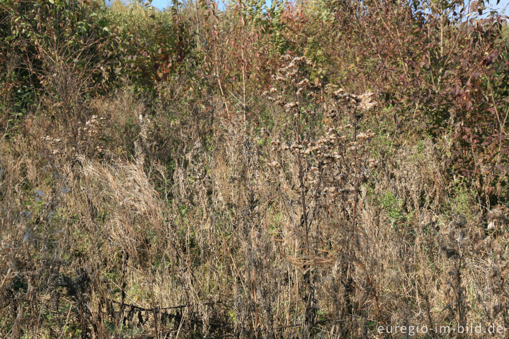 Detailansicht von herbstlicher Farbklang am Blausteinsee, Eschweiler