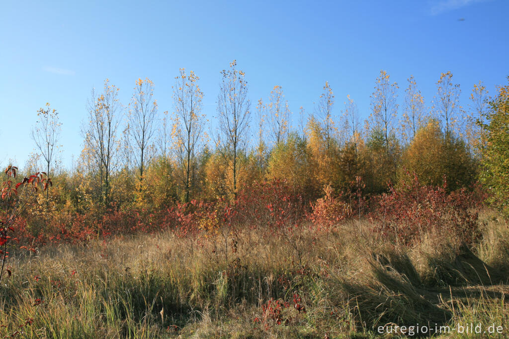 Detailansicht von herbstlicher Farbklang am Blausteinsee, Eschweiler