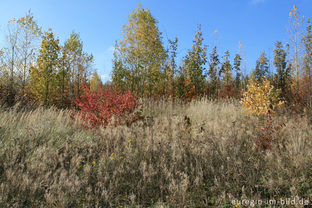 Detailansicht von herbstlicher Farbklang am Blausteinsee, Eschweiler