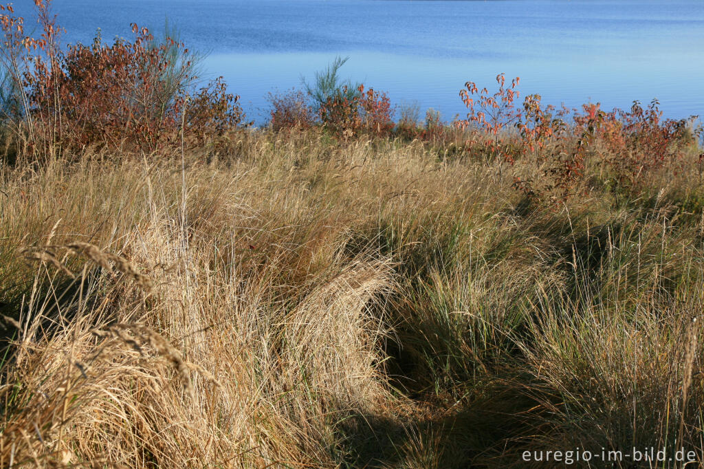 Detailansicht von herbstlicher Farbklang am Blausteinsee, Eschweiler