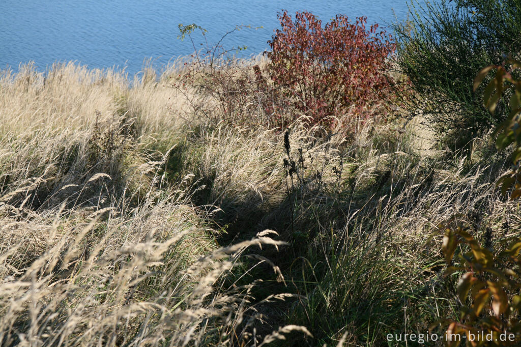 Detailansicht von herbstlicher Farbklang am Blausteinsee, Eschweiler