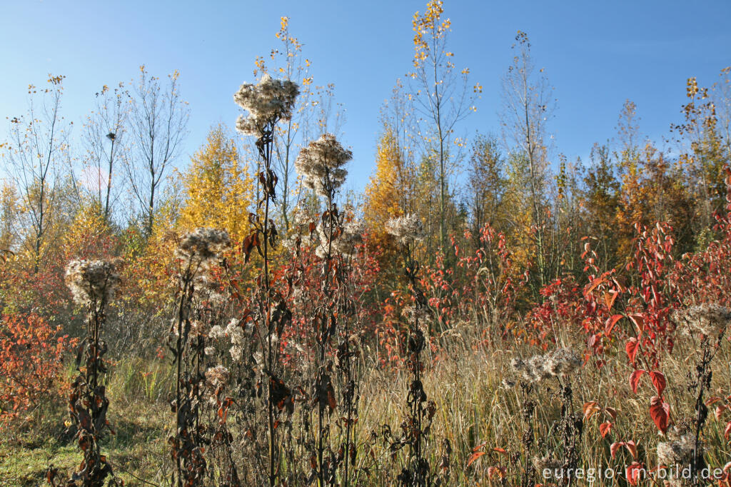 Detailansicht von herbstlicher Farbklang am Blausteinsee, Eschweiler