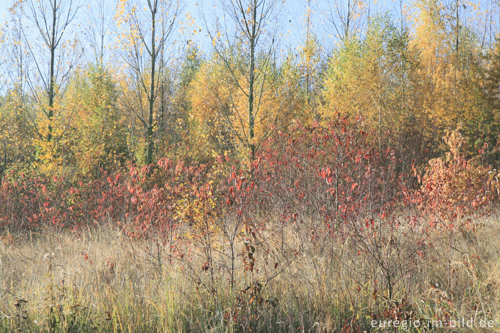 Detailansicht von herbstlicher Farbklang am Blausteinsee, Eschweiler