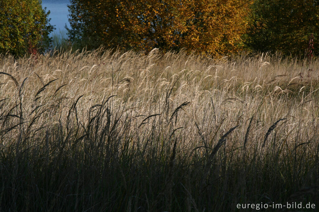 Detailansicht von herbstlicher Farbklang am Blausteinsee, Eschweiler