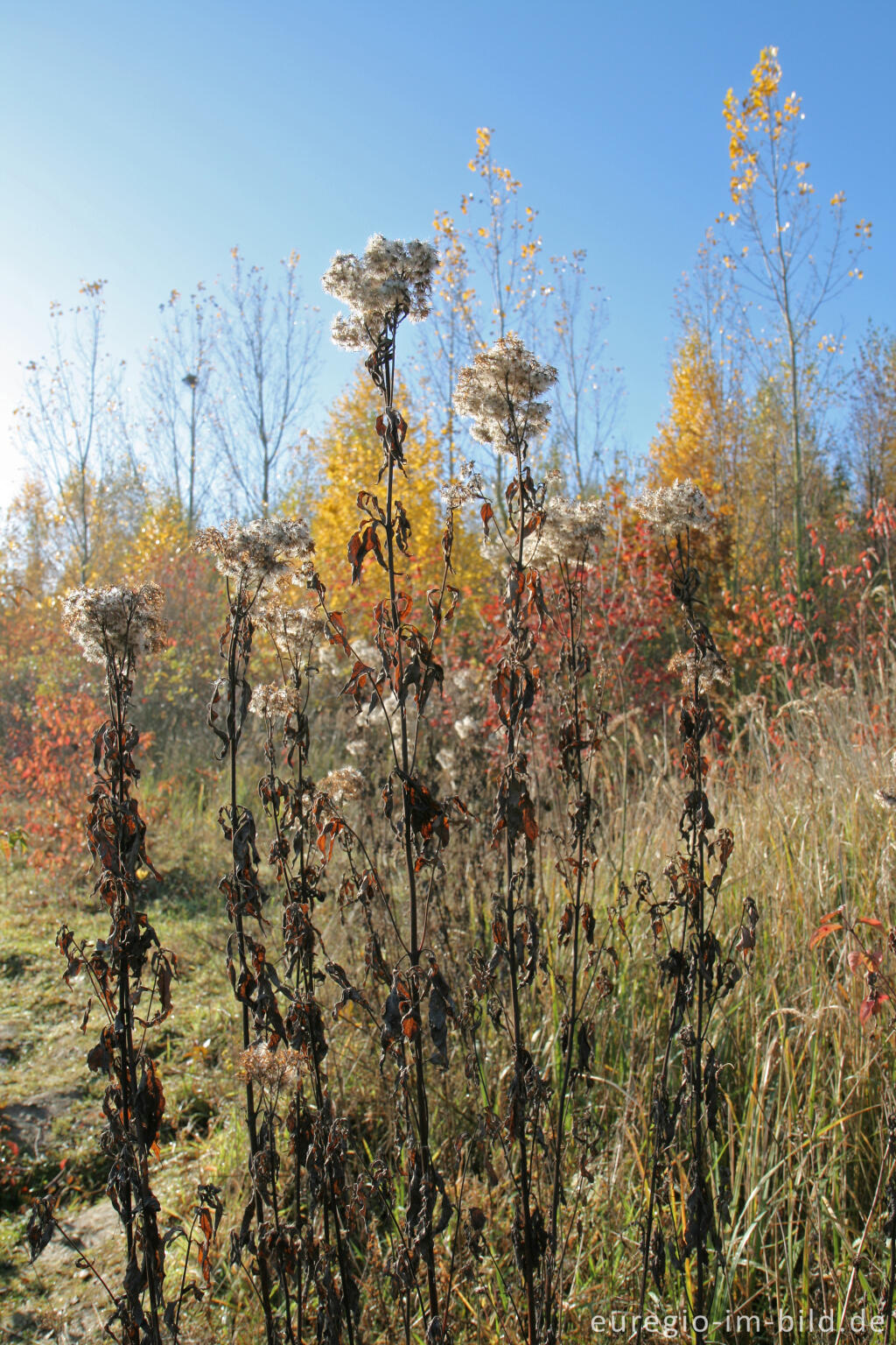 Detailansicht von herbstlicher Farbklang am Blausteinsee, Eschweiler