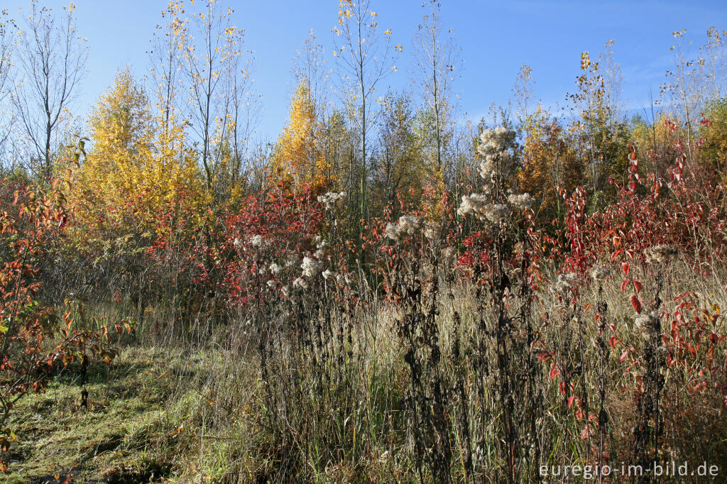 Detailansicht von herbstlicher Farbklang am Blausteinsee, Eschweiler