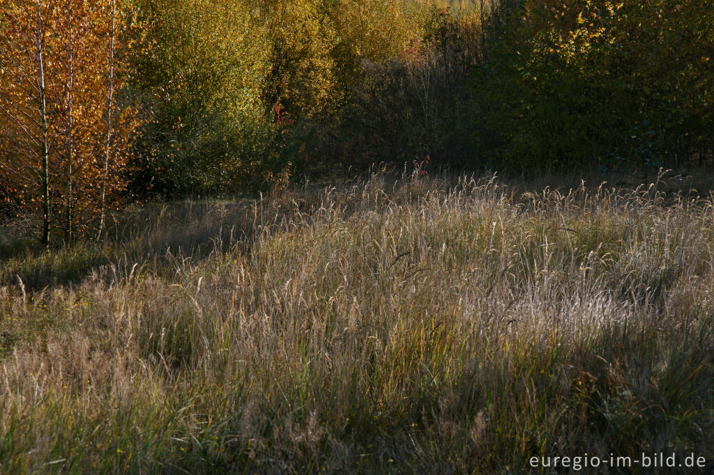 Detailansicht von herbstlicher Farbklang am Blausteinsee, Eschweiler