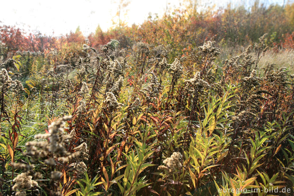 Detailansicht von herbstlicher Farbklang am Blausteinsee, Eschweiler