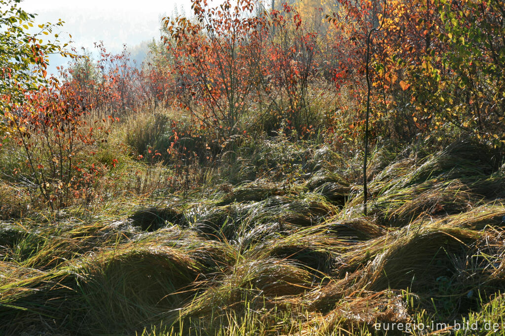 Detailansicht von herbstlicher Farbklang am Blausteinsee, Eschweiler