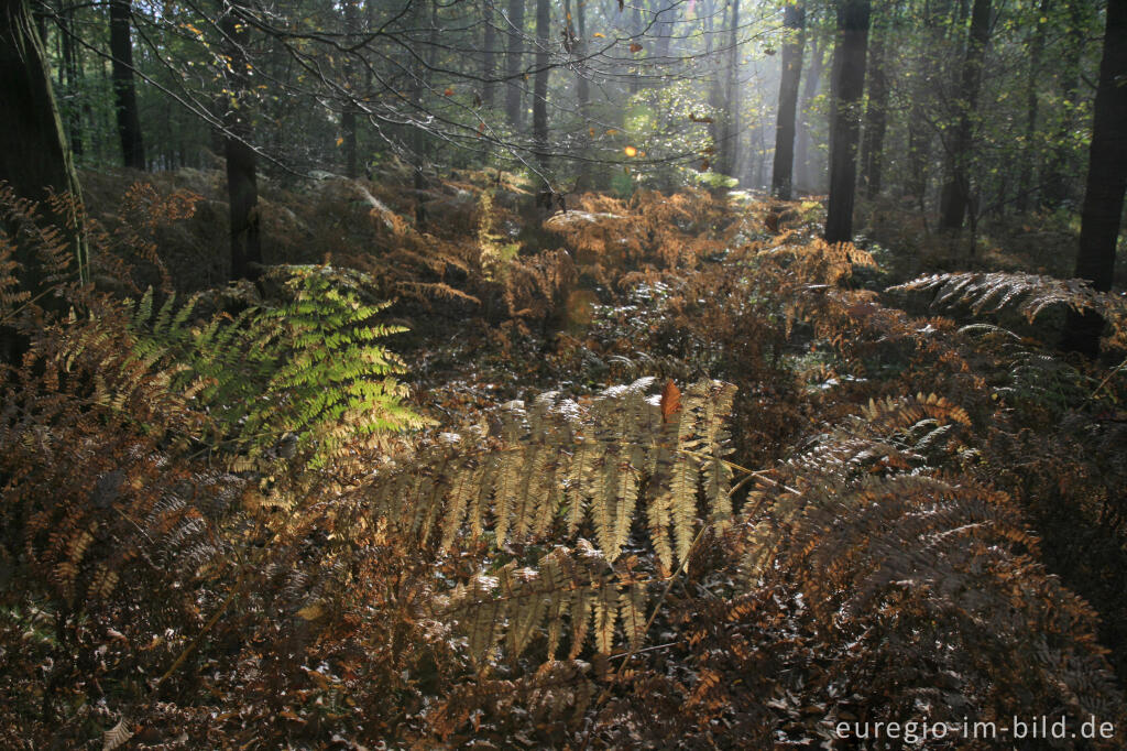 Detailansicht von Herbstlicher Farn im Vijlenerbos