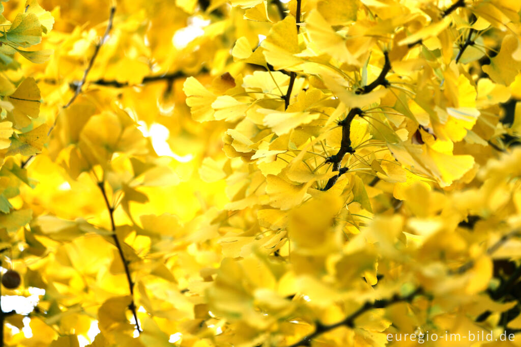 Detailansicht von Herbstlicher Ginkgo  (Ginko) 