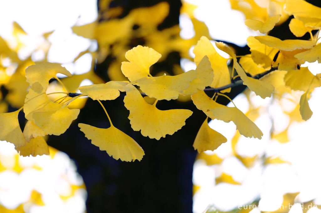 Detailansicht von Herbstlicher Ginkgo  (Ginko) 