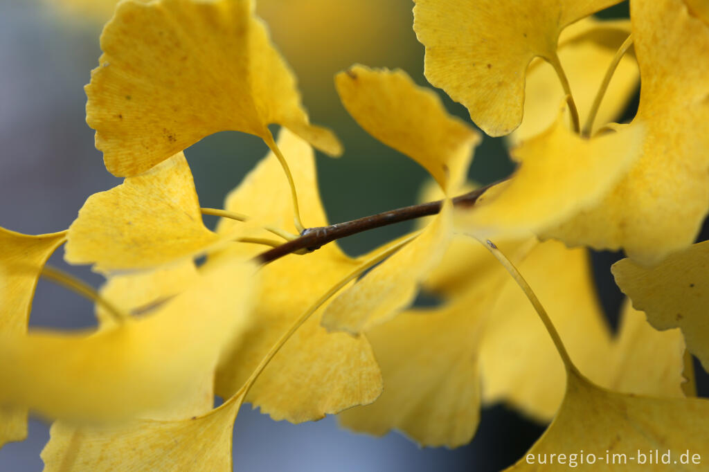 Detailansicht von Herbstlicher Ginkgo  (Ginko) 