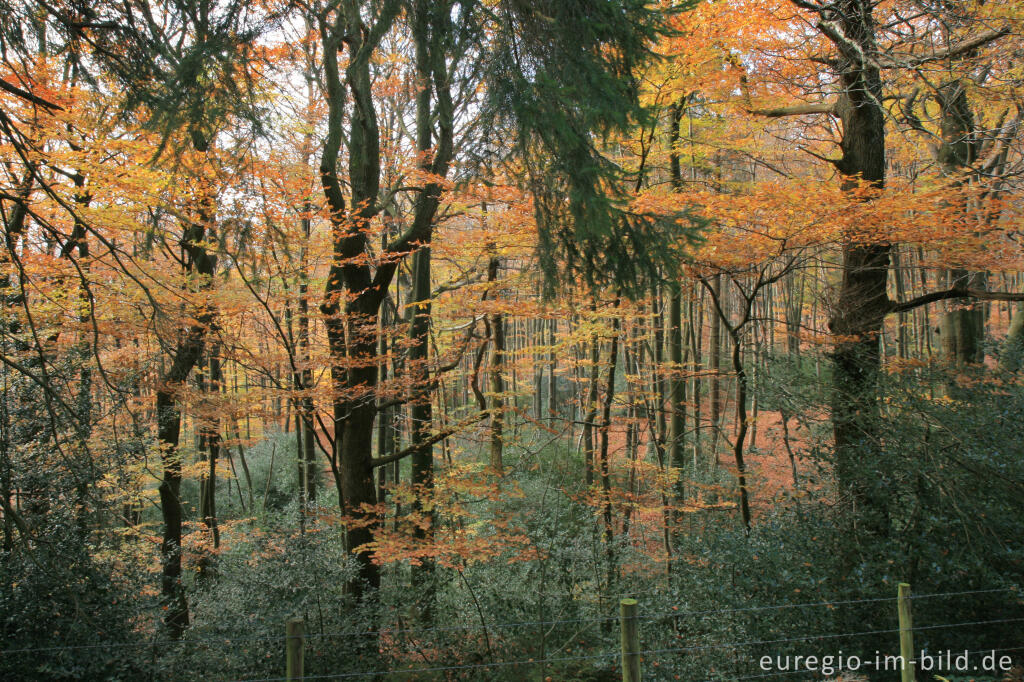 Detailansicht von Herbstlicher Wald bei der Dreilägerbachtalsperre