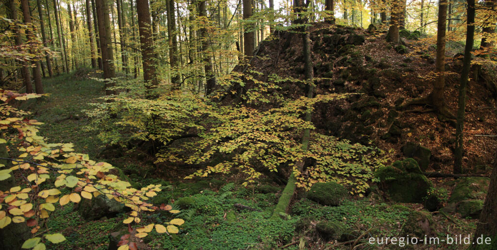 Herbstlicher Wald im kylltal bei Kordel