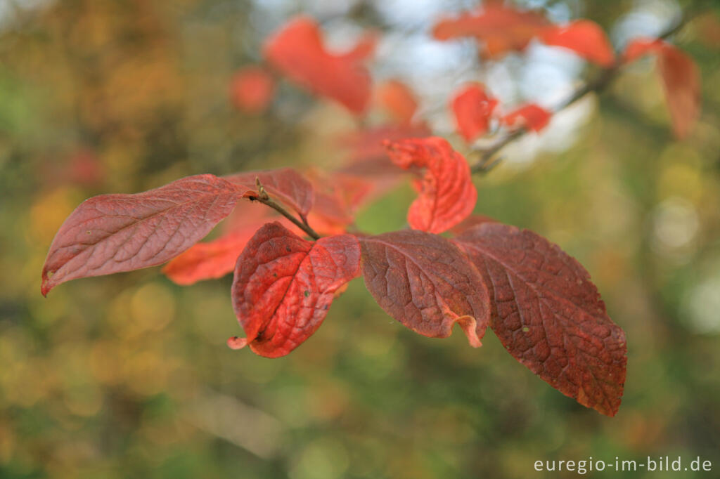 Detailansicht von herbstlicher Zweig