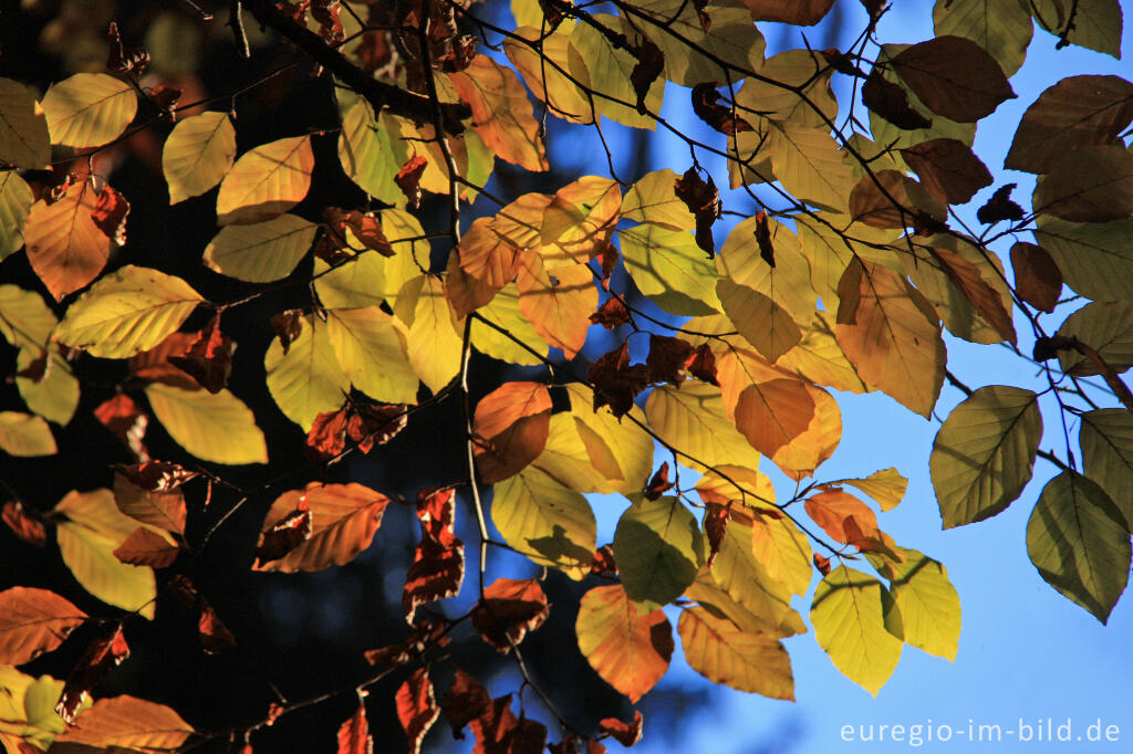 Detailansicht von Herbstliches Buchenlaub im Gegenlicht