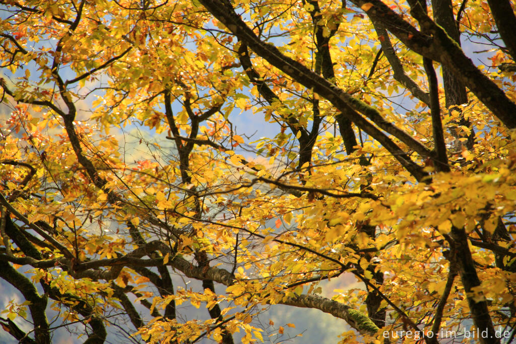 Detailansicht von Herbstliches Buchenlaub