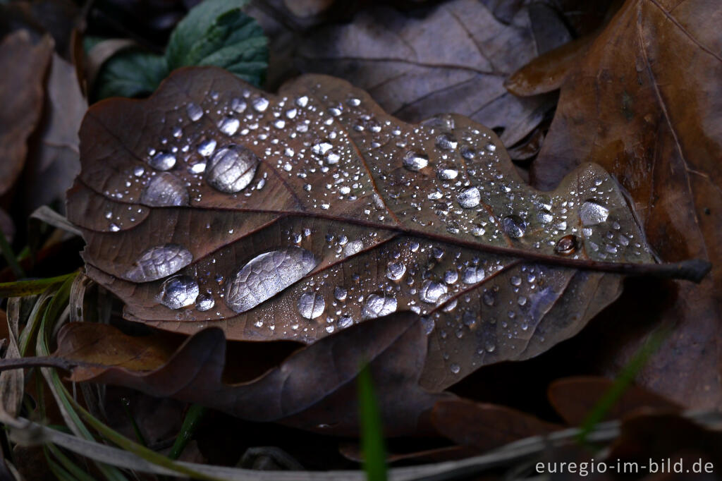 Detailansicht von Herbstliches Eichenblatt mit Tautropfen