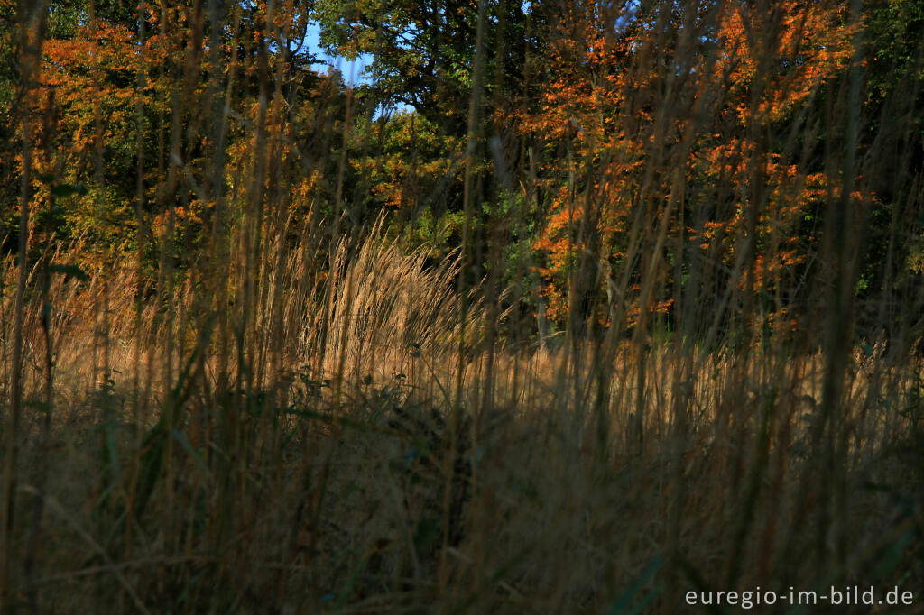 Detailansicht von Herbstliches Farbenspiel im Münsterwald, Nordeifel