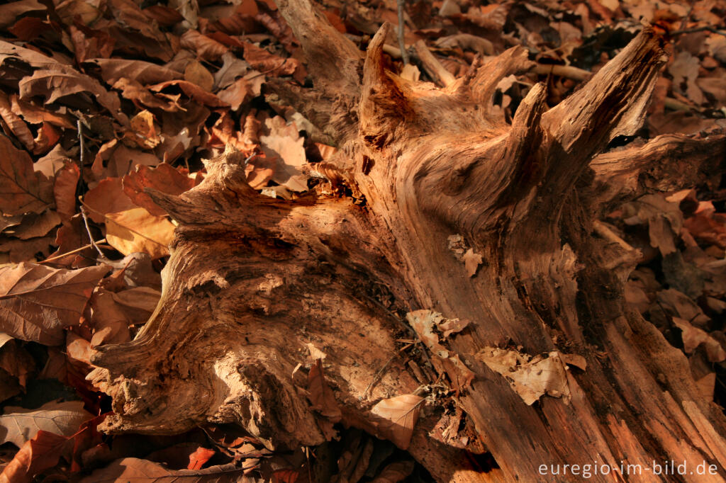 Detailansicht von Herbstliches Farbenspiel mit Holz und Laub