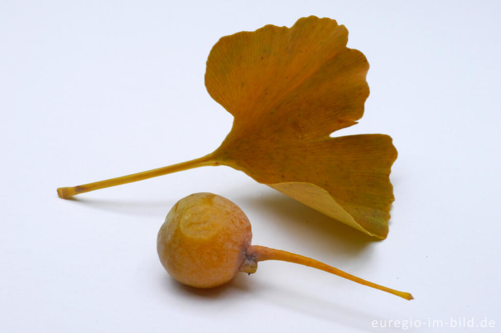 Detailansicht von Herbstliches Ginkoblatt mit Ginko-Frucht