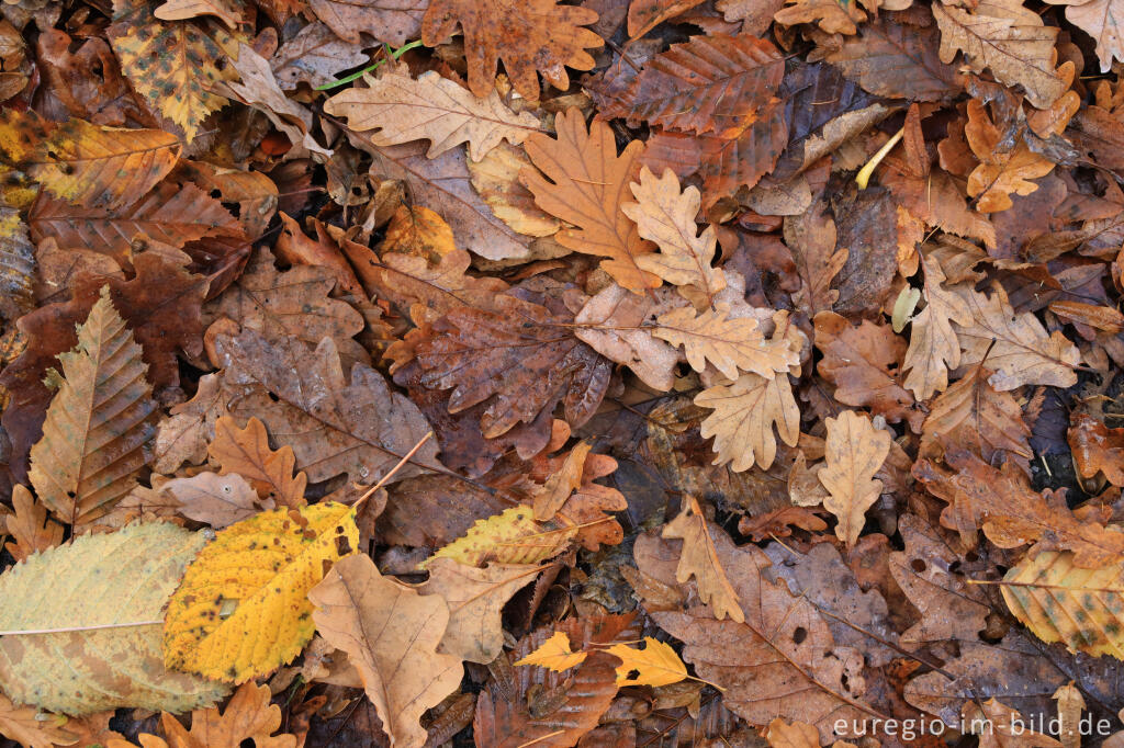 Detailansicht von Herbstliches Laub