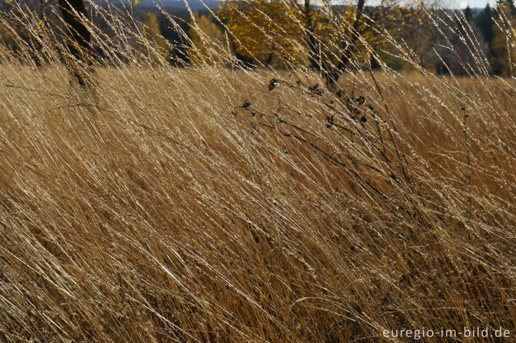 Detailansicht von Herbstliches Pfeifengras auf dem Struffelt 