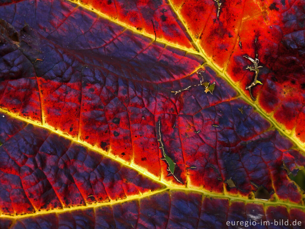 Detailansicht von Herbstliches Schildblatt, Peltiphyllum peltatum, Detail