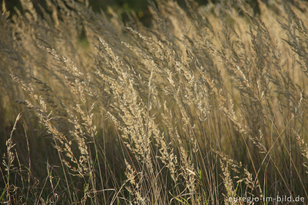 Detailansicht von Herbstliches Wiesen-Rispengras, Poa pratensis