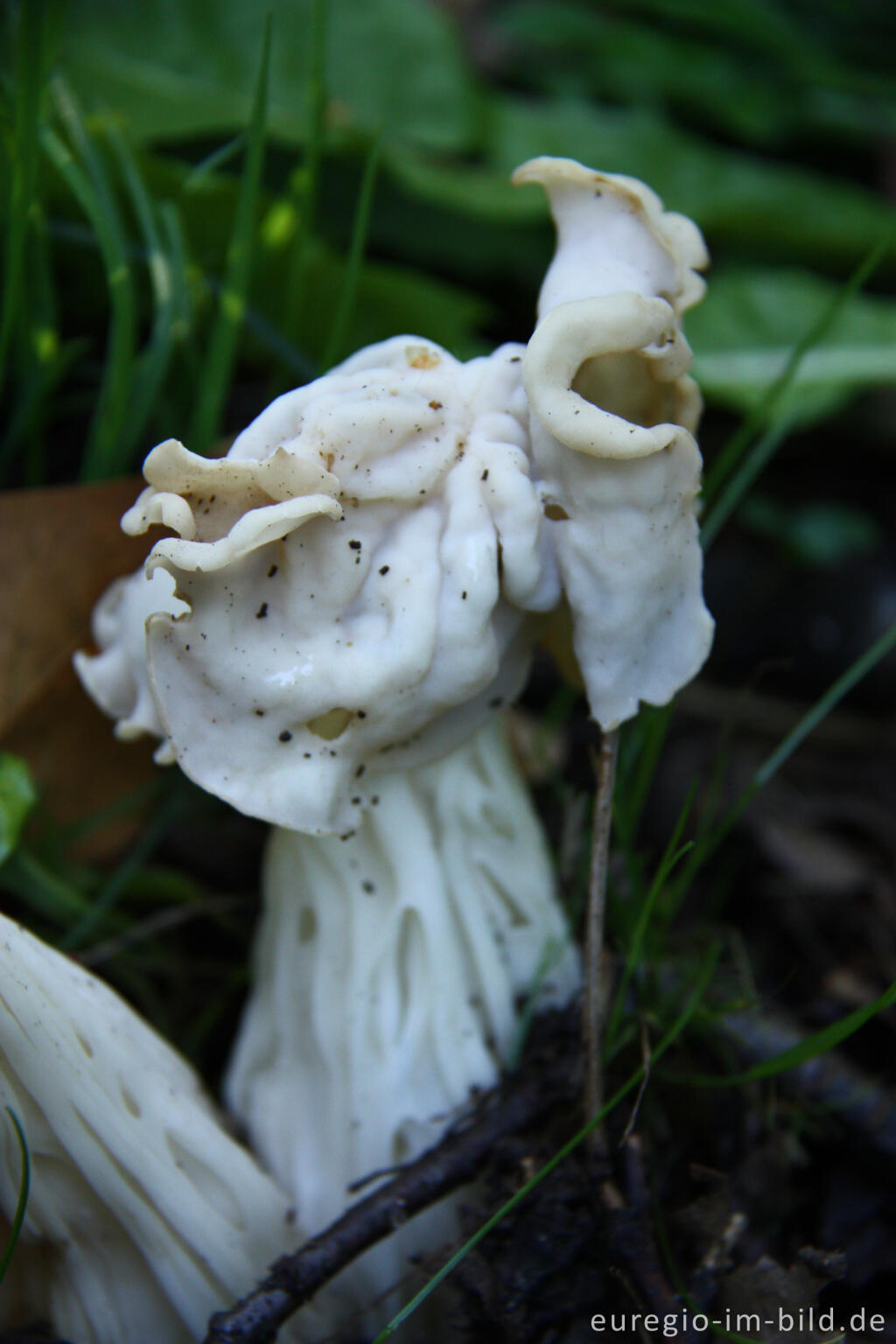 Detailansicht von Herbstlorchel oder Krause Lorchel, Helvella crispa, Helvella pithyophila