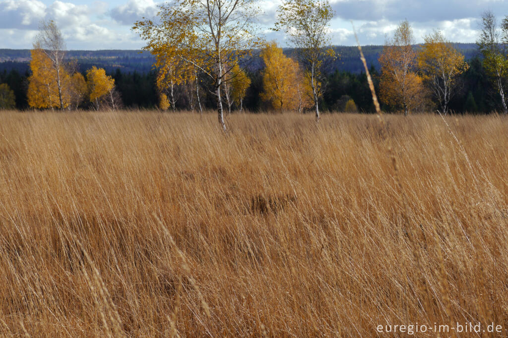 Detailansicht von Herbststimmung auf dem Struffelt bei Roetgen