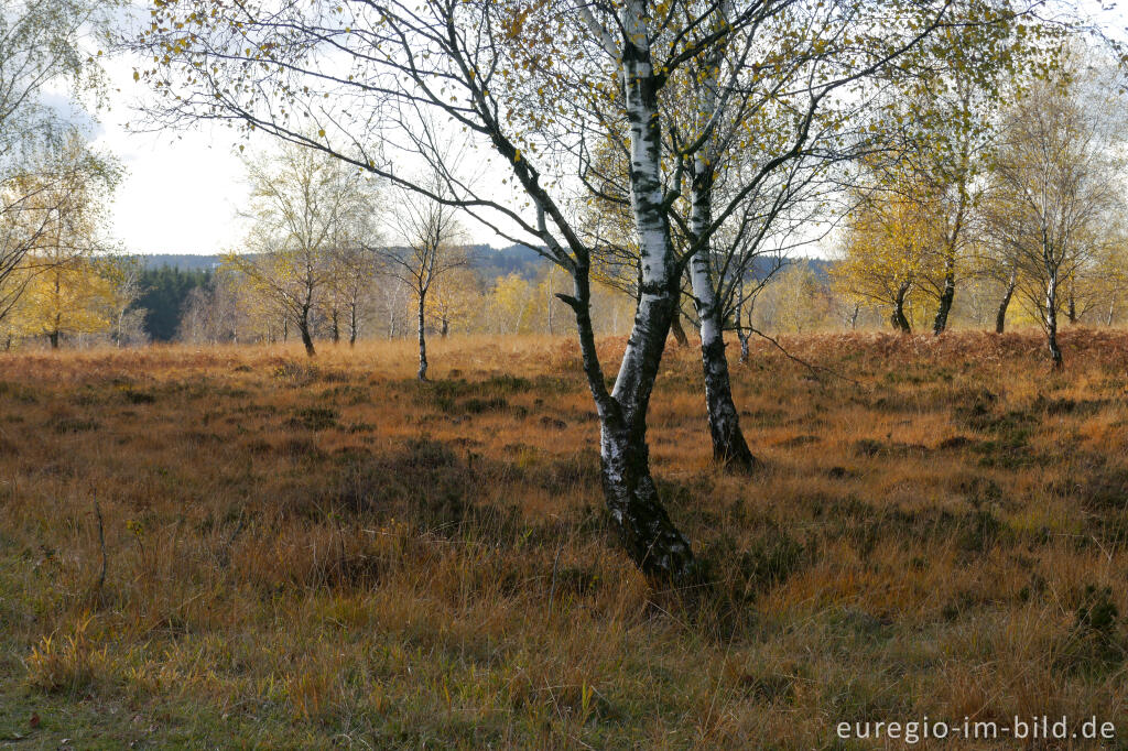 Detailansicht von Herbststimmung auf dem Struffelt bei Roetgen