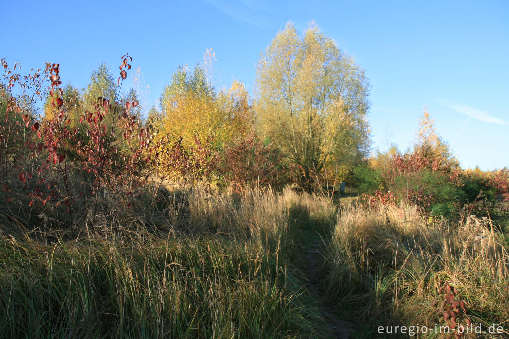 Detailansicht von Herbststimmung beim Blausteinsee, Eschweiler