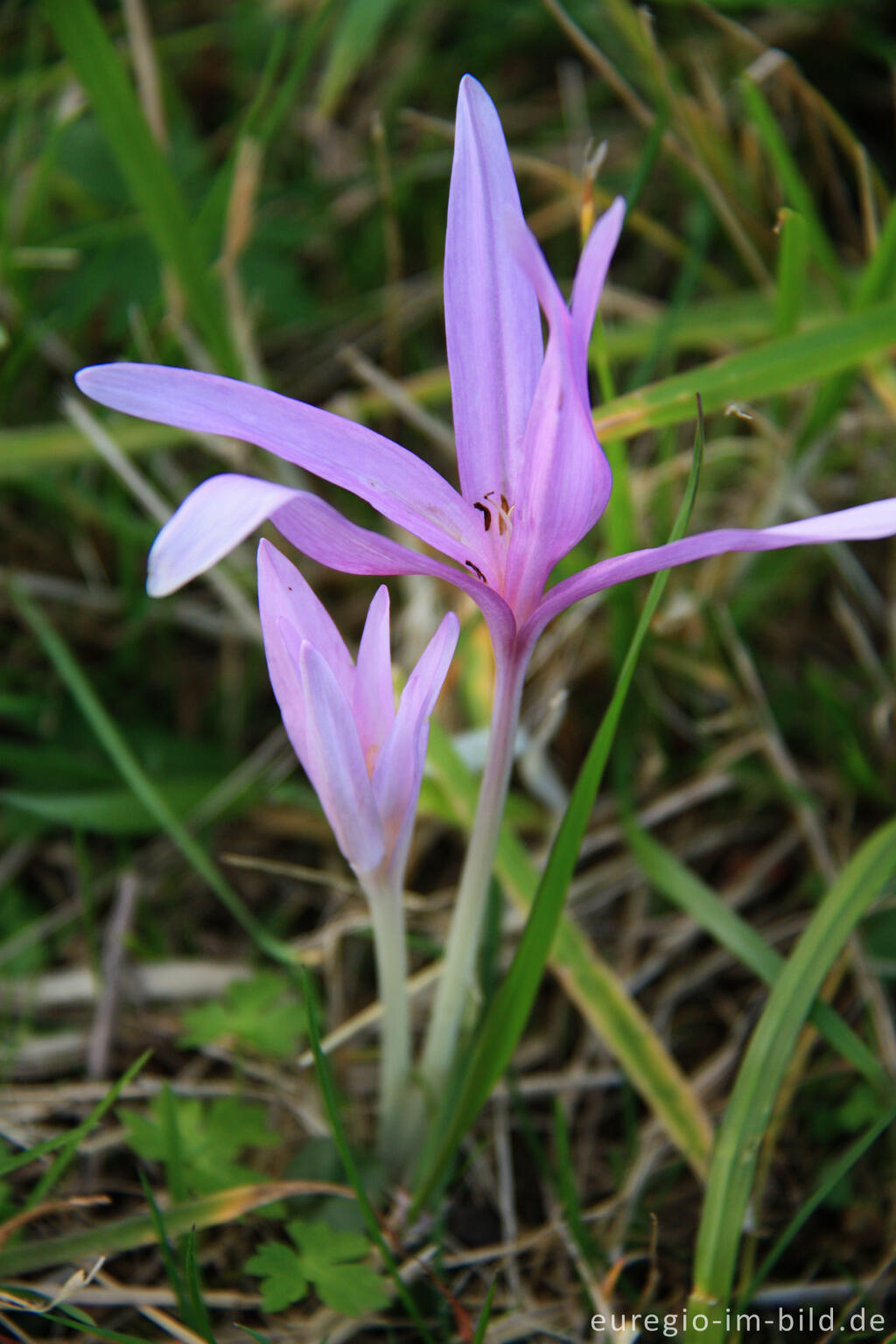 Detailansicht von Herbstzeitlose, Colchicum autumnale