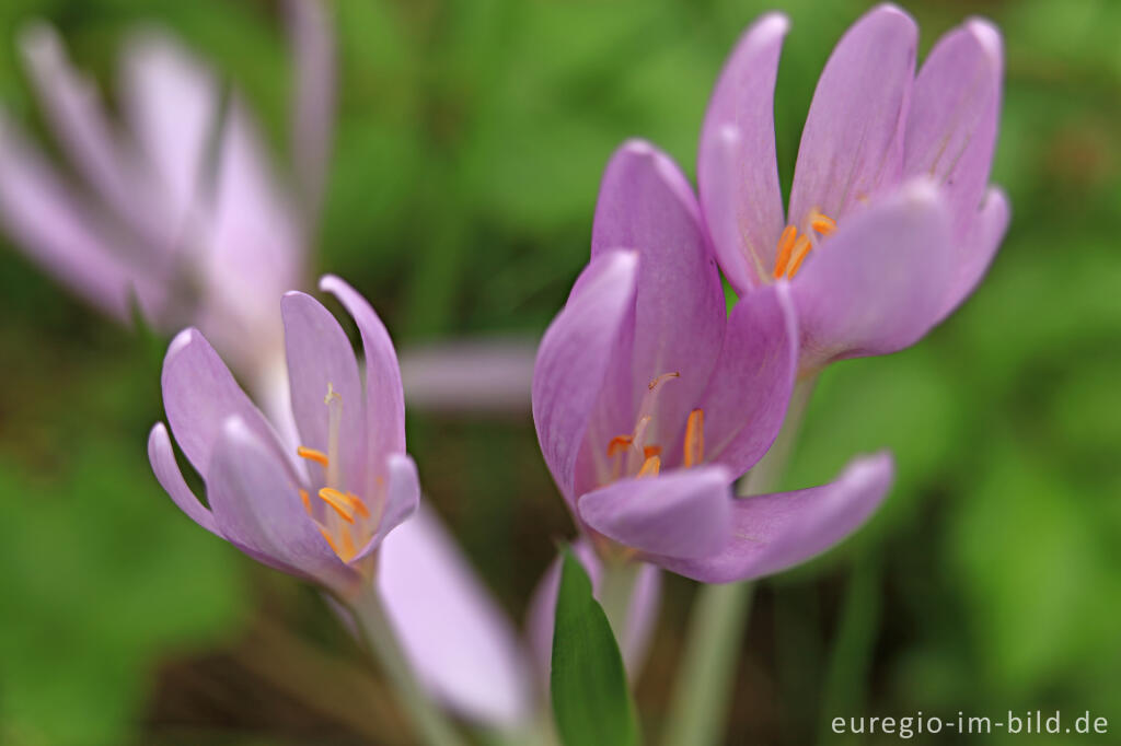 Detailansicht von Herbstzeitlose, Colchicum autumnale, im Genfbachtal bei Nettersheim