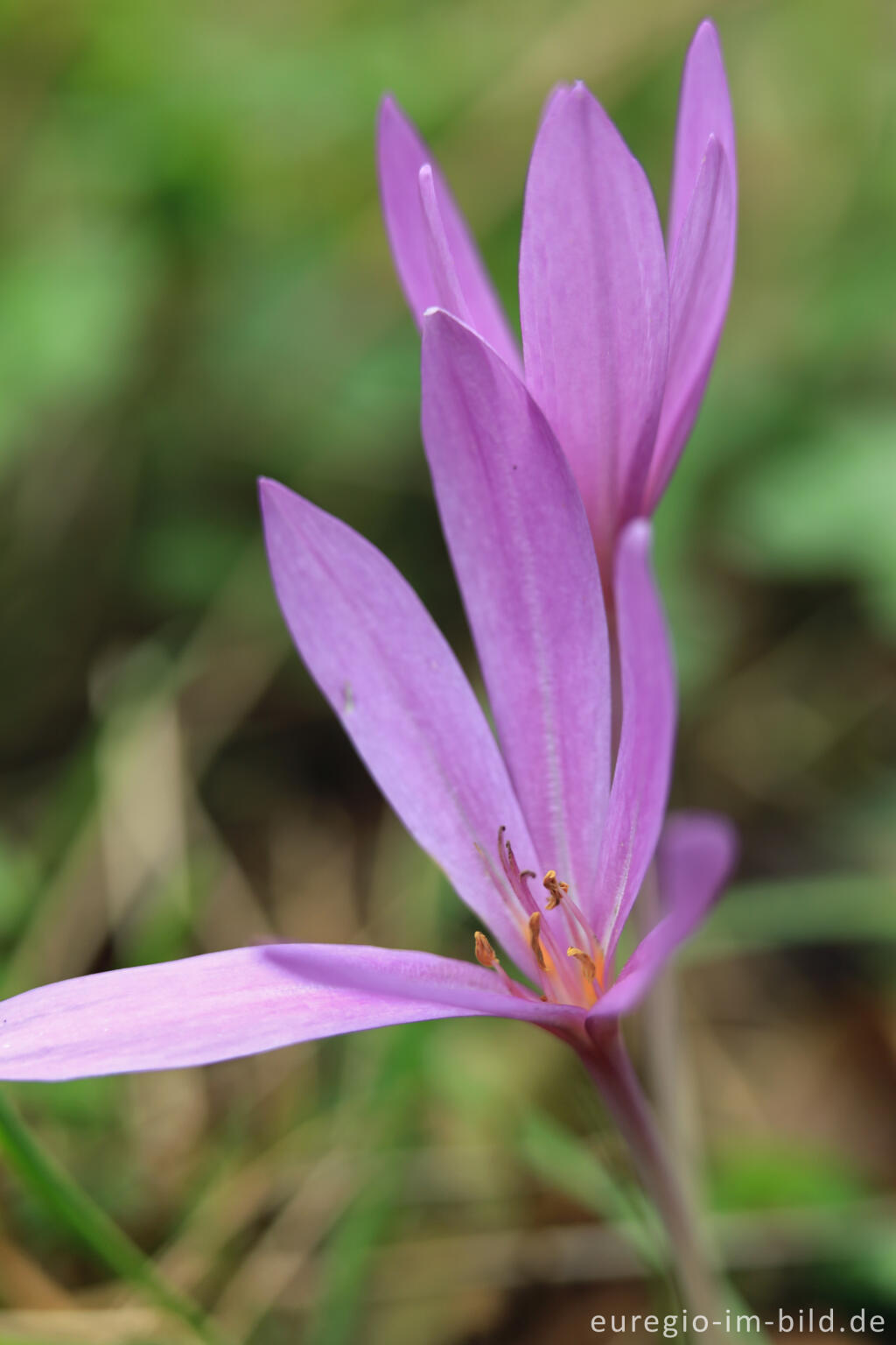 Detailansicht von Herbstzeitlose, Colchicum autumnale, im Genfbachtal bei Nettersheim