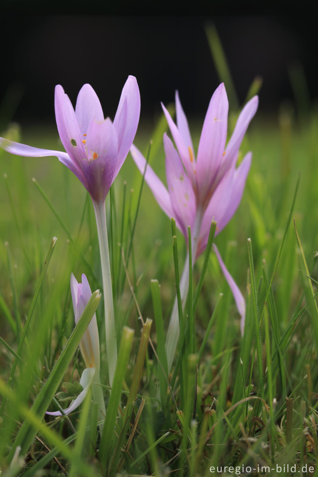 Detailansicht von Herbstzeitlose, Colchicum autumnale, im Genfbachtal bei Nettersheim