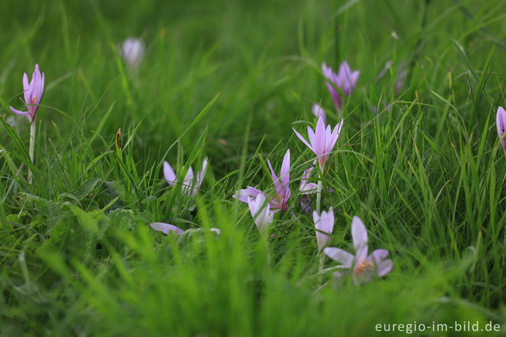 Detailansicht von Herbstzeitlose, Colchicum autumnale, im Genfbachtal bei Nettersheim