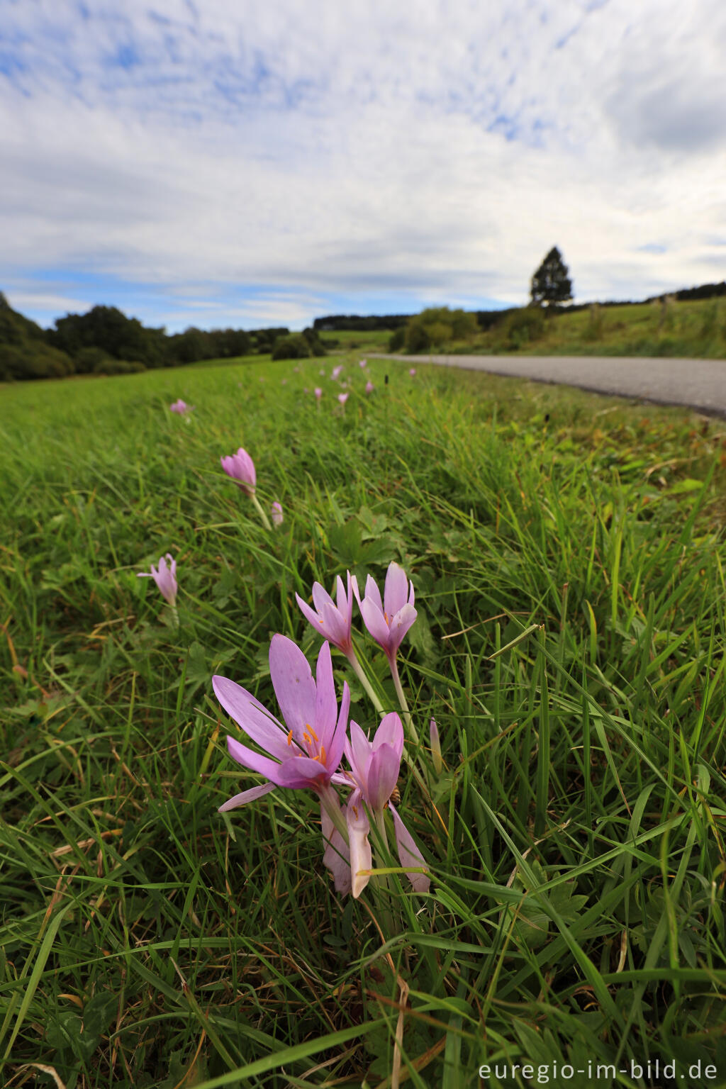 Detailansicht von Herbstzeitlose, Colchicum autumnale, im Genfbachtal bei Nettersheim